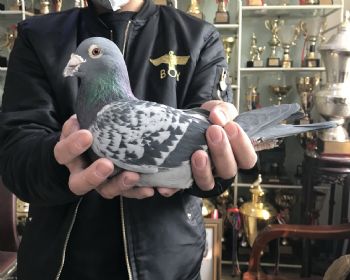 天体13-150509 雄 阿瑞斯伊娥家族的胜利理由