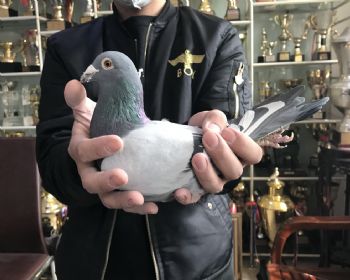 天体14-150357 雄 友情链接-鸽觅有缘人