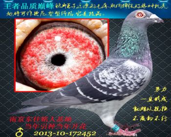 清棚!清棚!转让名家种鸽及公棚高位获奖鸽!