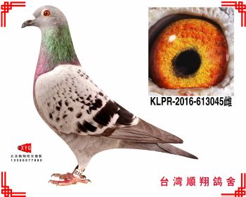 667638 麦克斯,海翔五关83名klpr2016613045雌 展厅:北京京通赛鸽