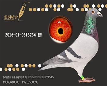 速霸龙234