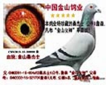663052 本鸽业特割爱拿出绝版桑杰 展厅:中国金山鸽业  $ 10,000元  $