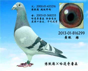 哈透奇特留种雄