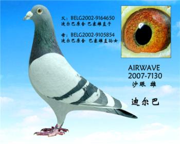 公迪尔巴