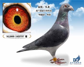 黑凡龙