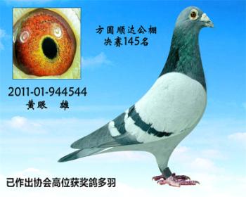 方圆顺达公棚决赛145名