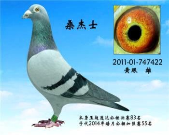 玉翅通达决赛83名