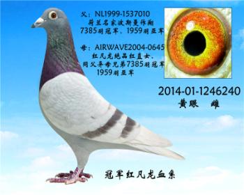 红凡龙