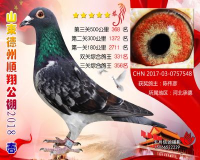 德州顺翔决赛368名