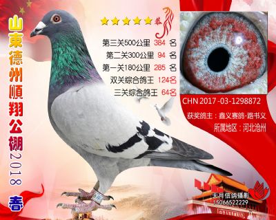 德州顺翔决赛384名