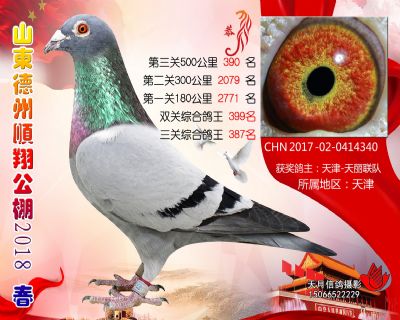 德州顺翔决赛390名
