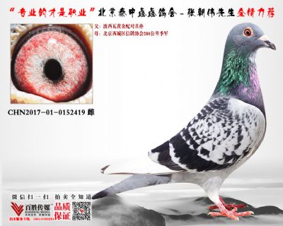 676269 波西瓦黄金配对 季军作出 展厅:咕鸽拍卖  ￥  元  ￥  元