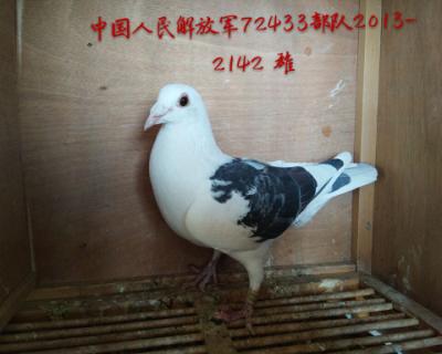 军鸽,这是一羽天落鸟!