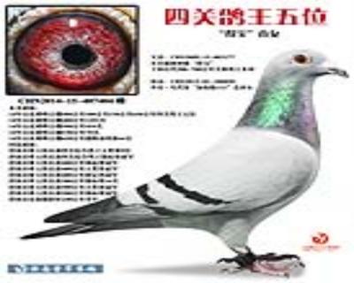 “得宝”直女(四关鸽王五位)
