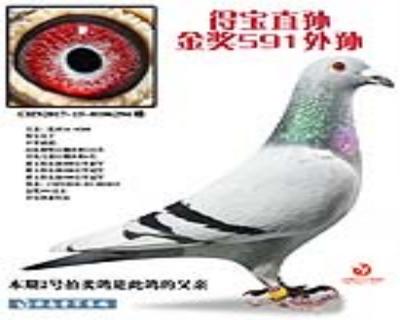 “得宝”直孙(金奖591)外孙