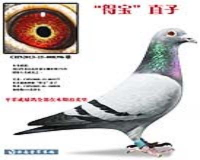 “得宝”直子(公棚174名)