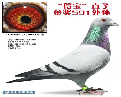 “得宝”直子(金奖591外孙)