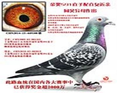 金奖591直子配直女近亲