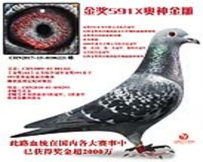金奖591直子X奥神金雕