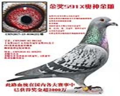 金奖591直子X奥神金雕