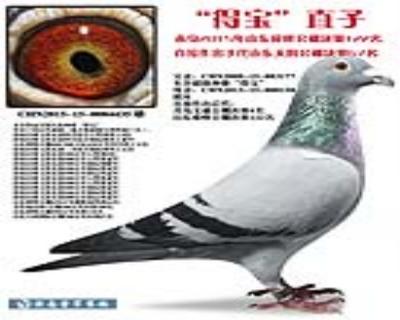 “得宝”直子(公棚122名)