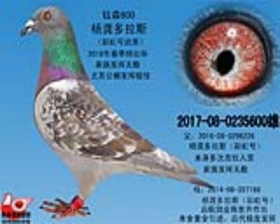 钰森鸽业