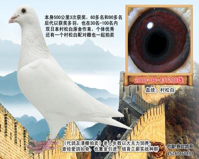 《村松白》获奖鸽