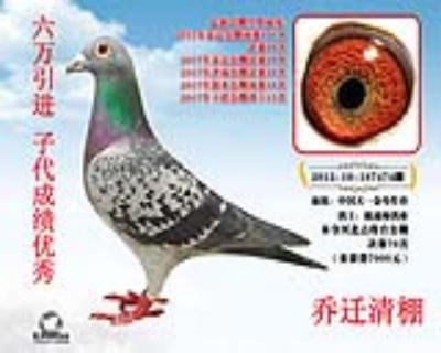 中国天一电脑成绩鸽