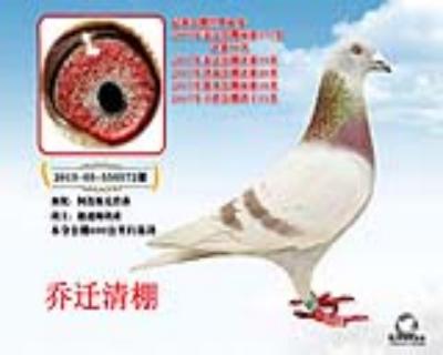 极速帅鸽舍