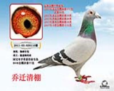 极速帅鸽舍