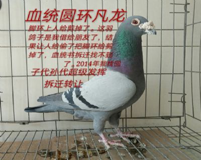 凡龙原舍