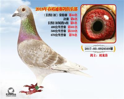 裕通赛鸽俱乐部2018年春季拍卖鸽