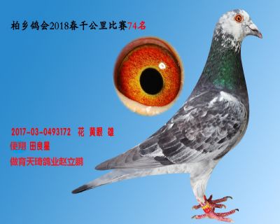 694406 千公里74名 协会:河北柏乡信鸽协会 ￥0元  ￥ 600元