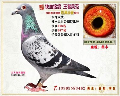 696212 李江9 协会:山西汾阳市信鸽协会  ￥  元  ￥ 300元