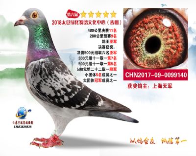 太仓绿化决赛11名
