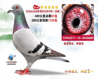 太仓绿化决赛61名