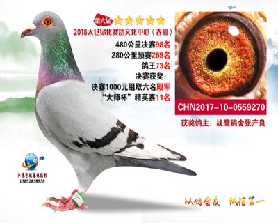 太仓绿化决赛98名