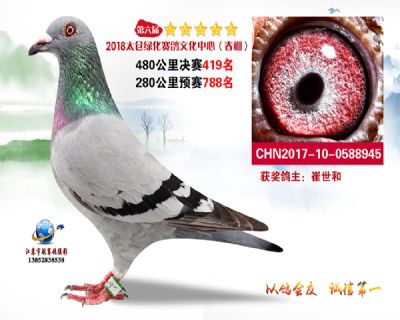 太仓绿化决赛419名