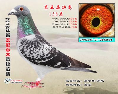 安徽百太决赛158名