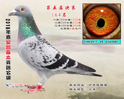 安徽百太决赛164名