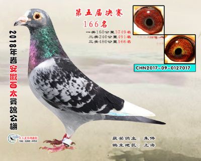 安徽百太决赛166名