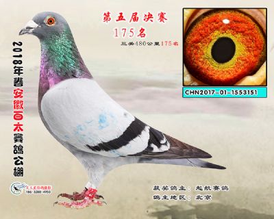 安徽百太决赛175名