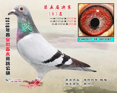 安徽百太决赛183名