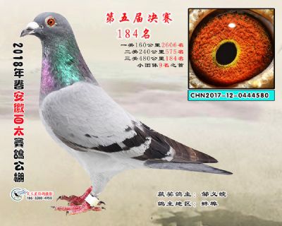 安徽百太决赛184名