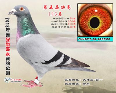 安徽百太决赛193名