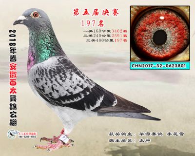 安徽百太决赛197名