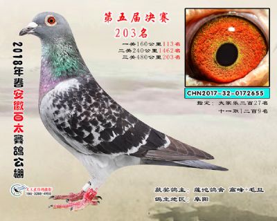 安徽百太决赛203名