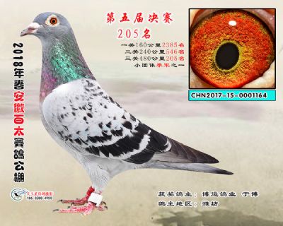 安徽百太决赛205名