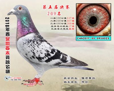 安徽百太决赛209名