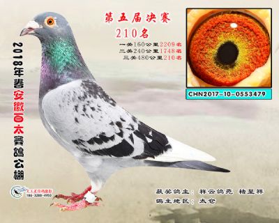 安徽百太决赛210名